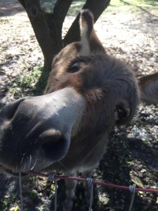 Wonky Donkey Den 30 Mi To Yosemite Arch Entrance *