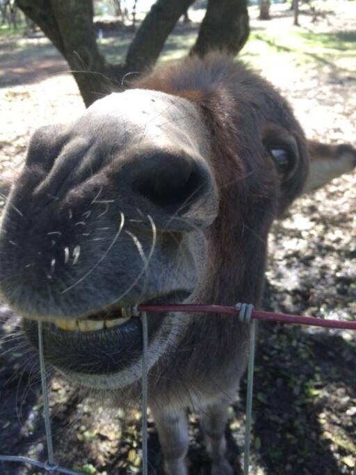 Wonky Donkey Den 30 Mi To Yosemite Arch Entrance Holiday home *